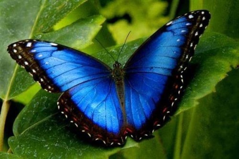 Mariposa traicionera banner image
