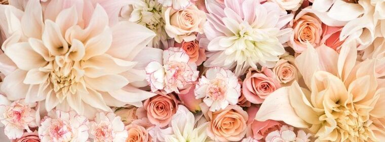 Dhalia Rose cover image