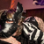DomDog avatar