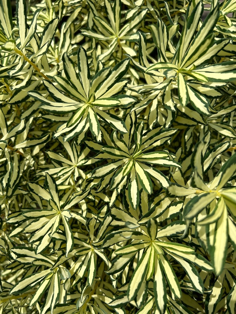 Botanical Don cover image