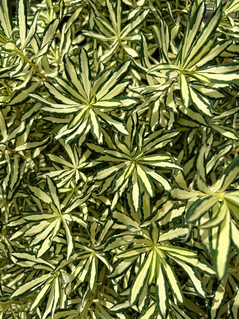 Botanical Don cover image
