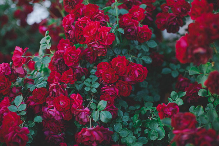 Donna 🌹 banner image
