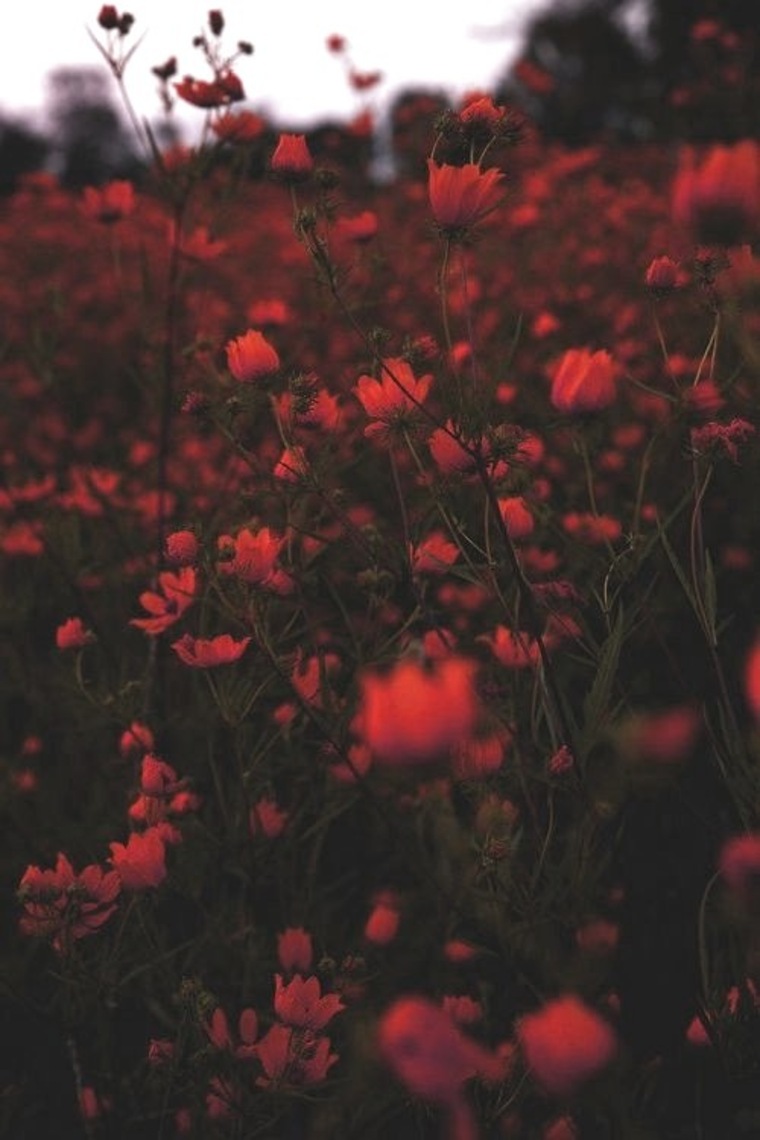 Dreamero cover image