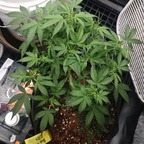 MidGard Greenery avatar