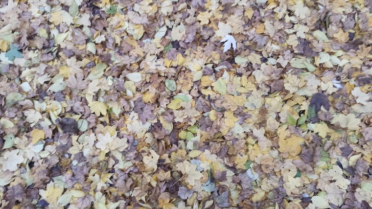 Dugjseggbe banner image