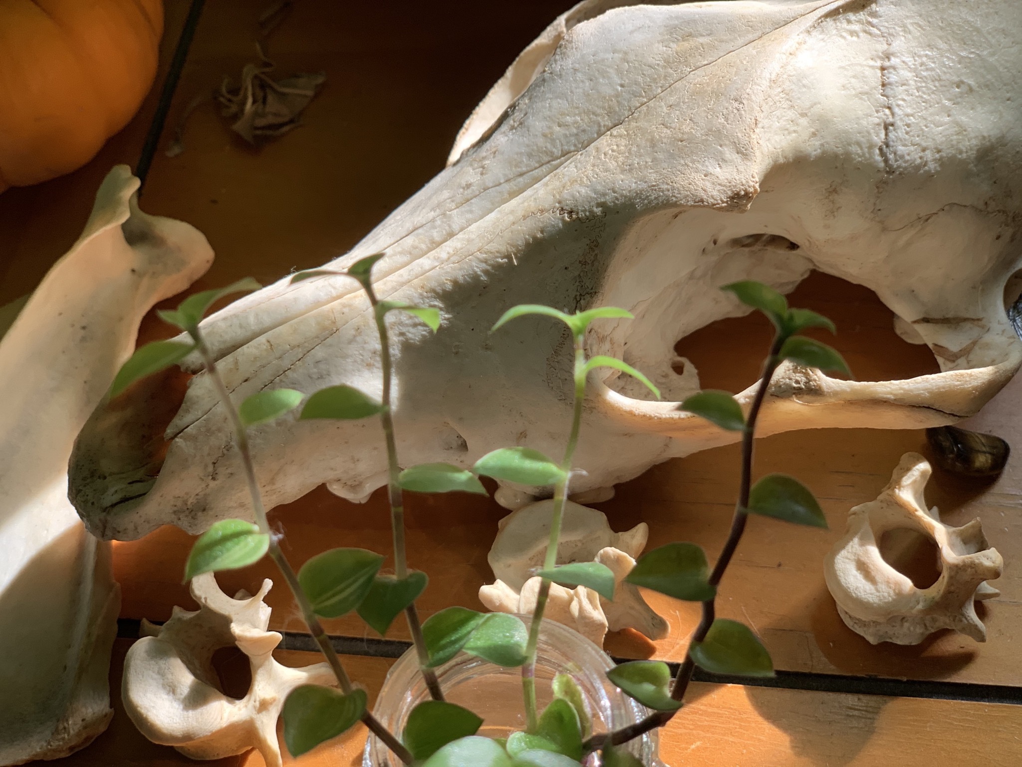 pup ๐ฟ banner image