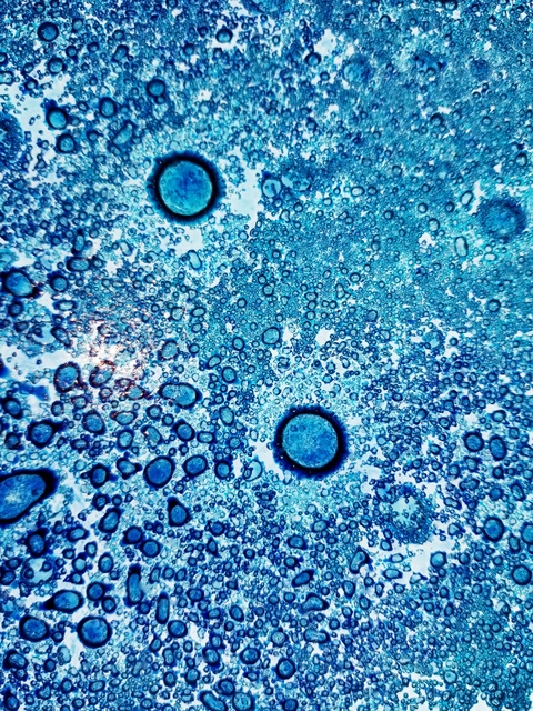 Dyspayre cover image