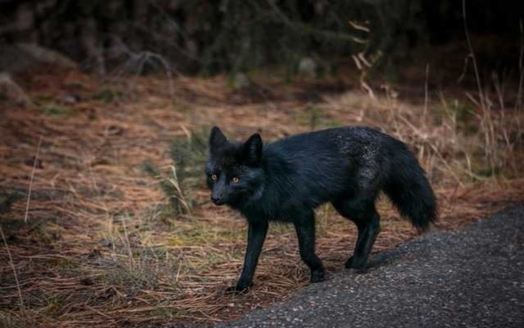 EasternFox cover image