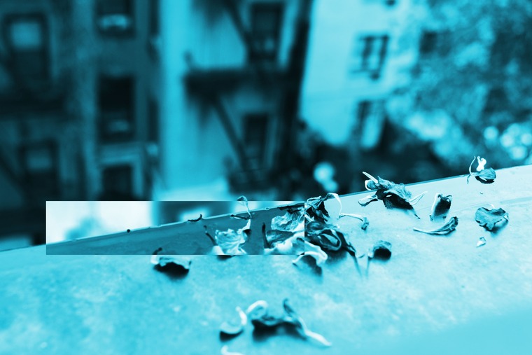 Echo banner image