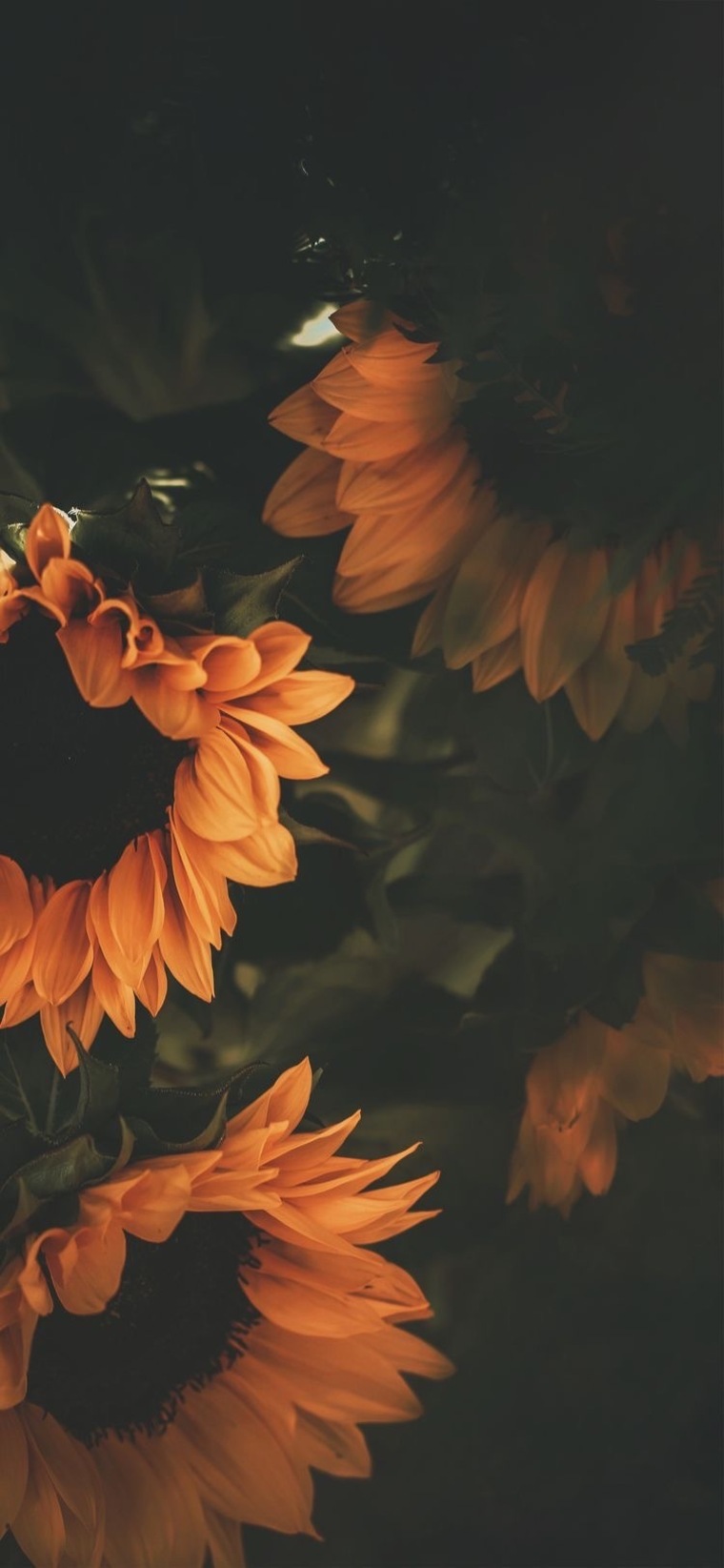 Echo banner image