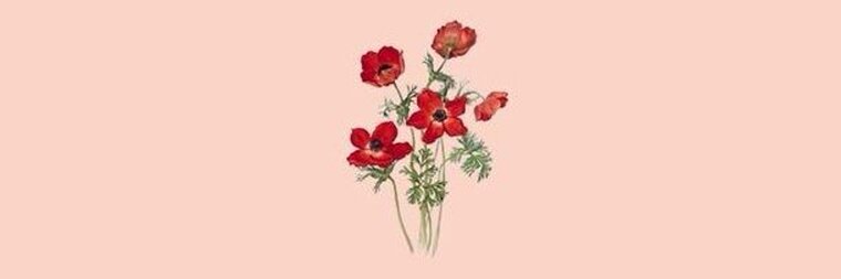 J E E N🍃🌹 cover image