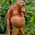 Eldestrozador69 avatar