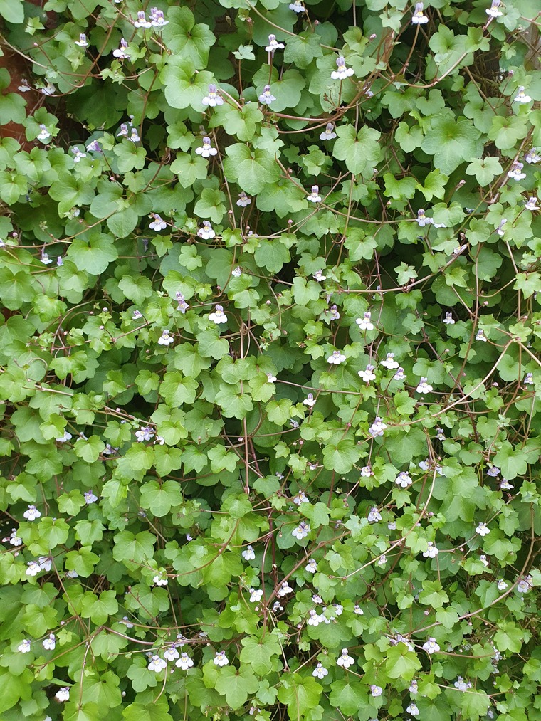 Elenatootsies cover image