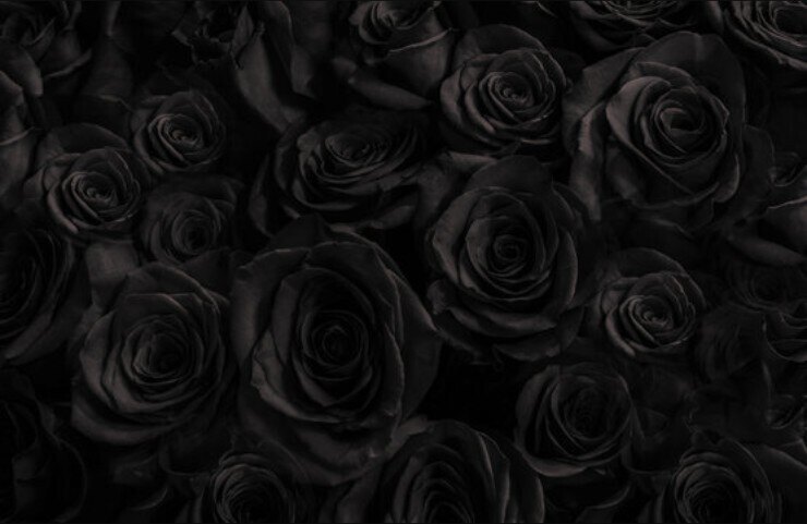 Eliza Graves banner image