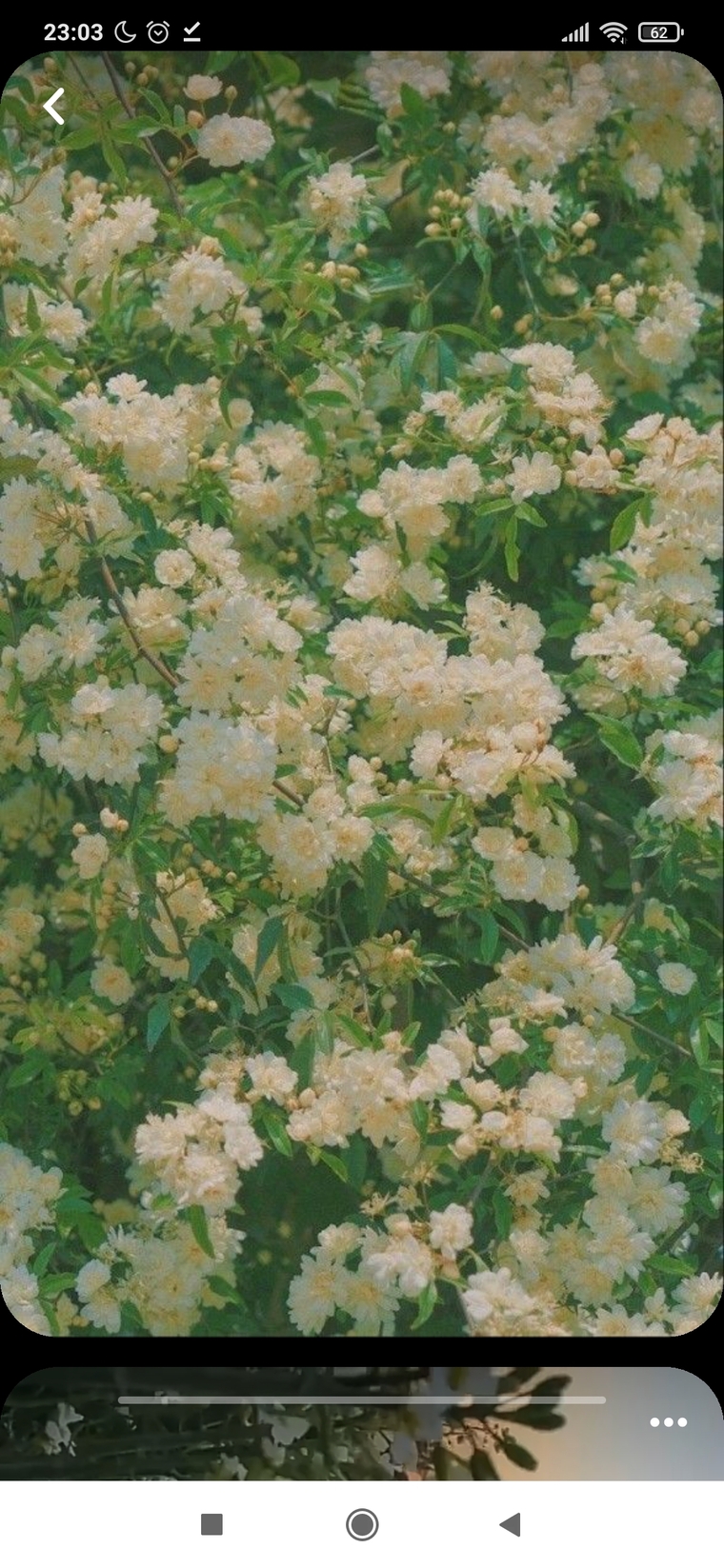 Ella banner image