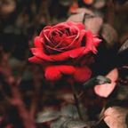 ellie.rose :) avatar