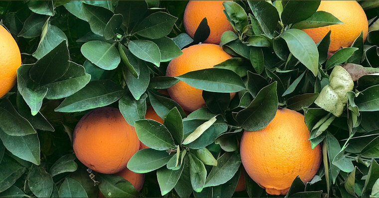 el cover image