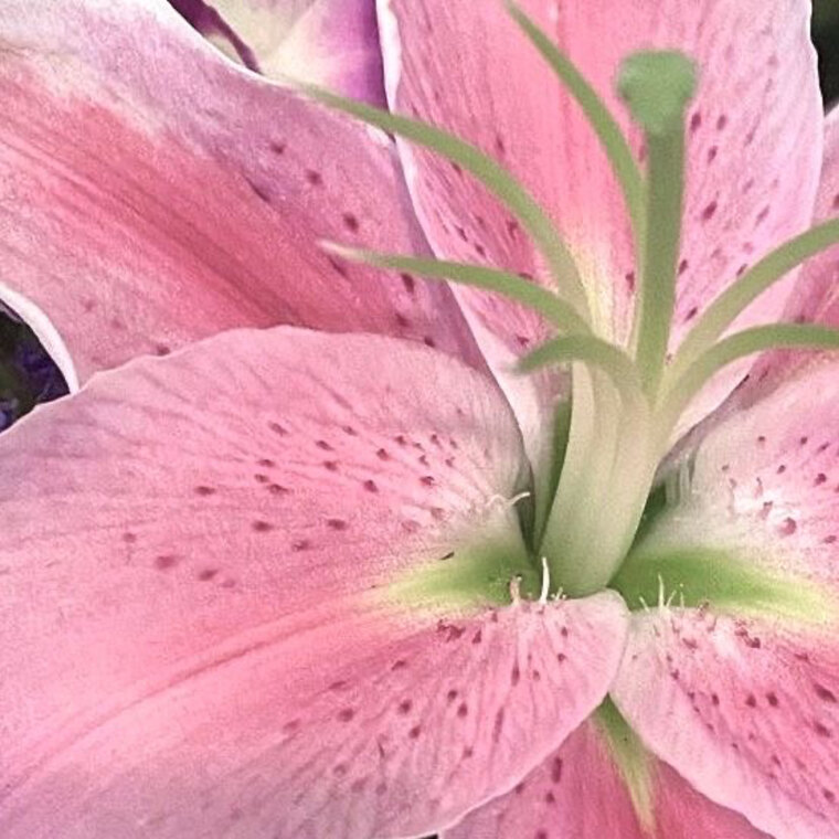 🌸🌸🌸 banner image