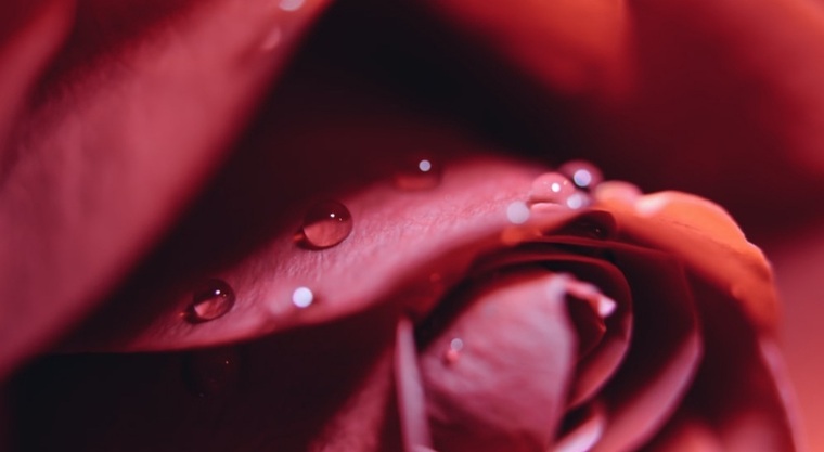 Emily Thomas banner image