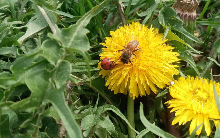 Dandilion 🖤💜🤍💛 cover image