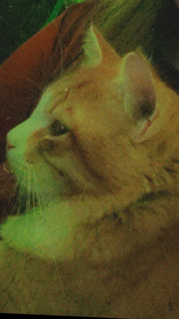 EnderKitty cover image