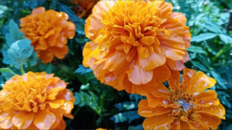 Esmeralda Lace banner image