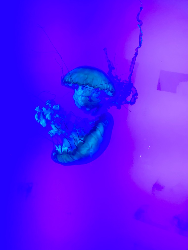 Evelyne Corado banner image