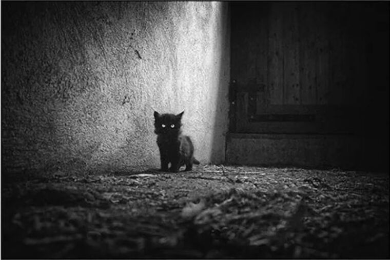 Evil Kitty cover image