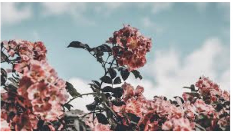 Faceless Beauty cover image