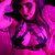Faelyn Gray avatar