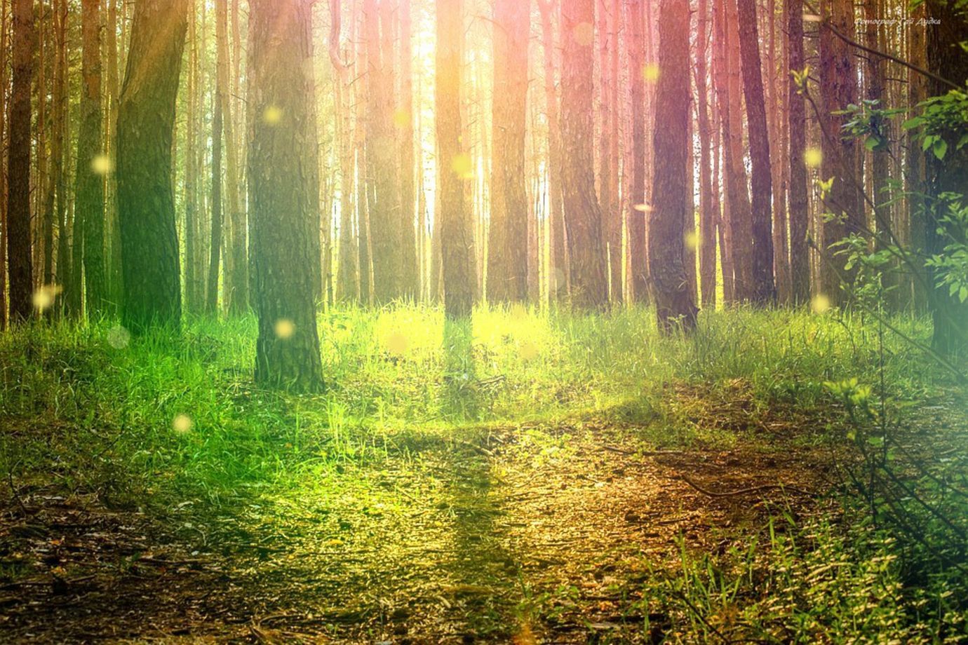 Faerie Hoe banner image