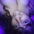 Foxy2216 avatar