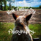 The Red Cattle Dog avatar