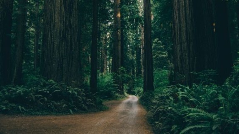 Forest 🌳✨ cover image