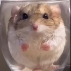 SomeFatAssedItalian avatar