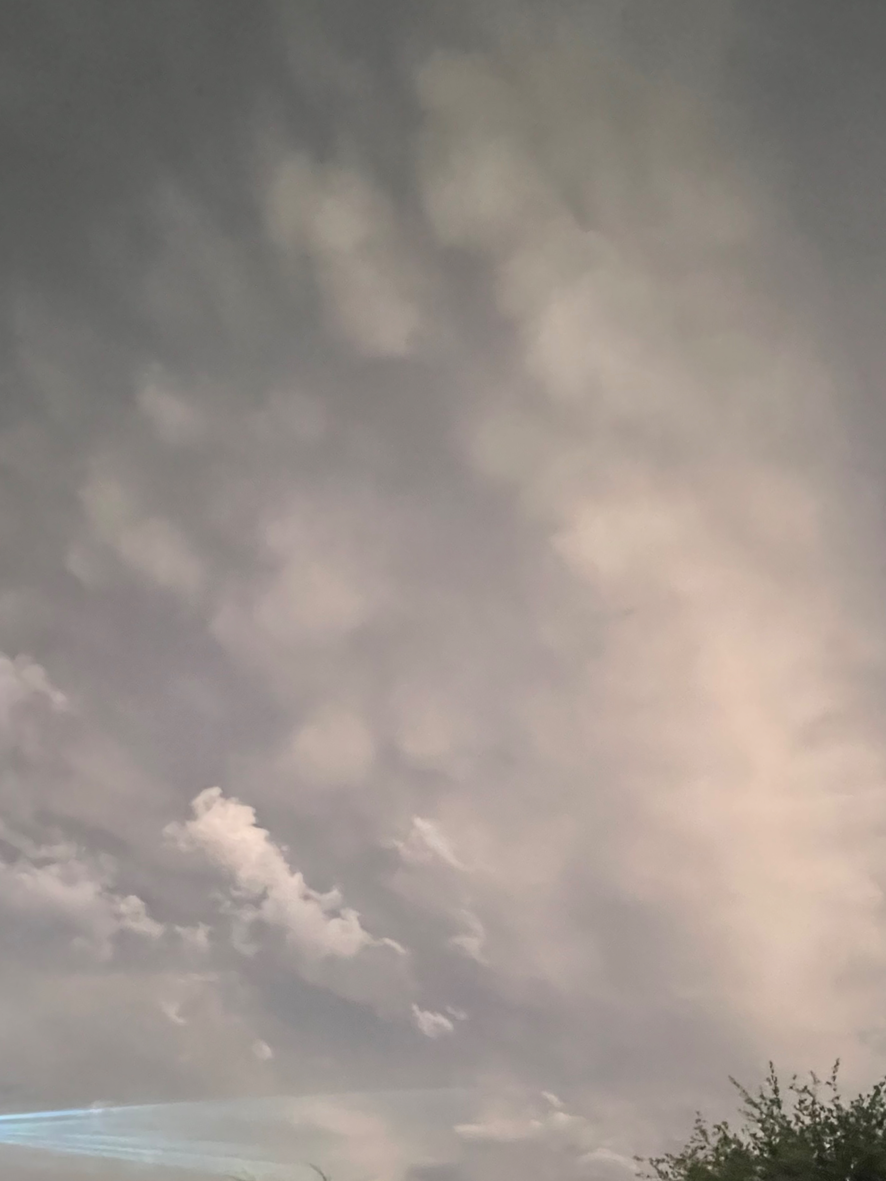 whipple banner image