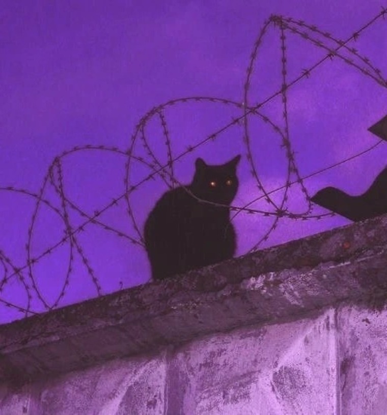 Kitty Cat banner image