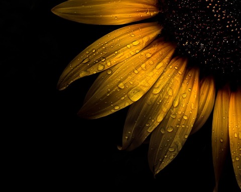 Angie cover image