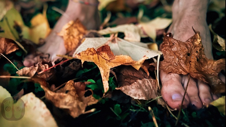 FeetInTrees banner image