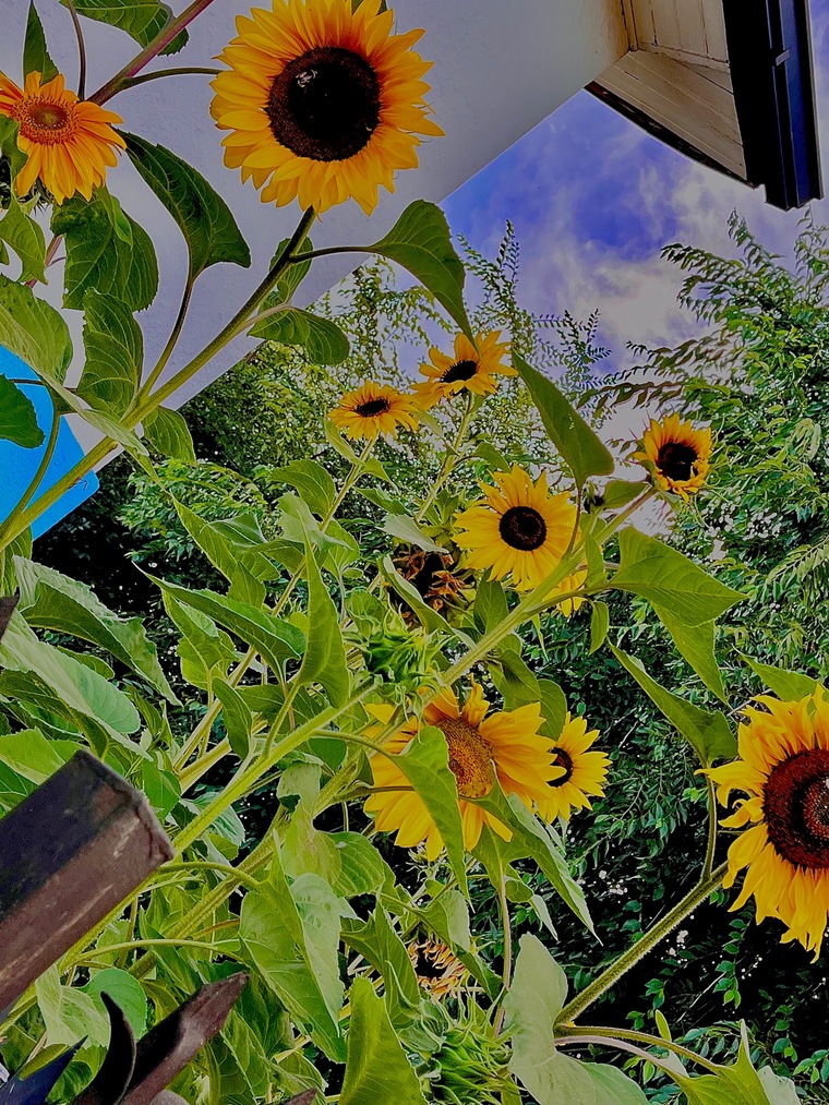 Fefi cover image