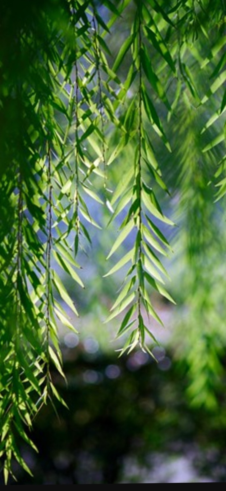 Jay cover image