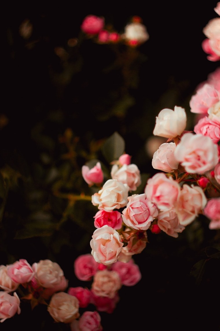 FerBloom banner image