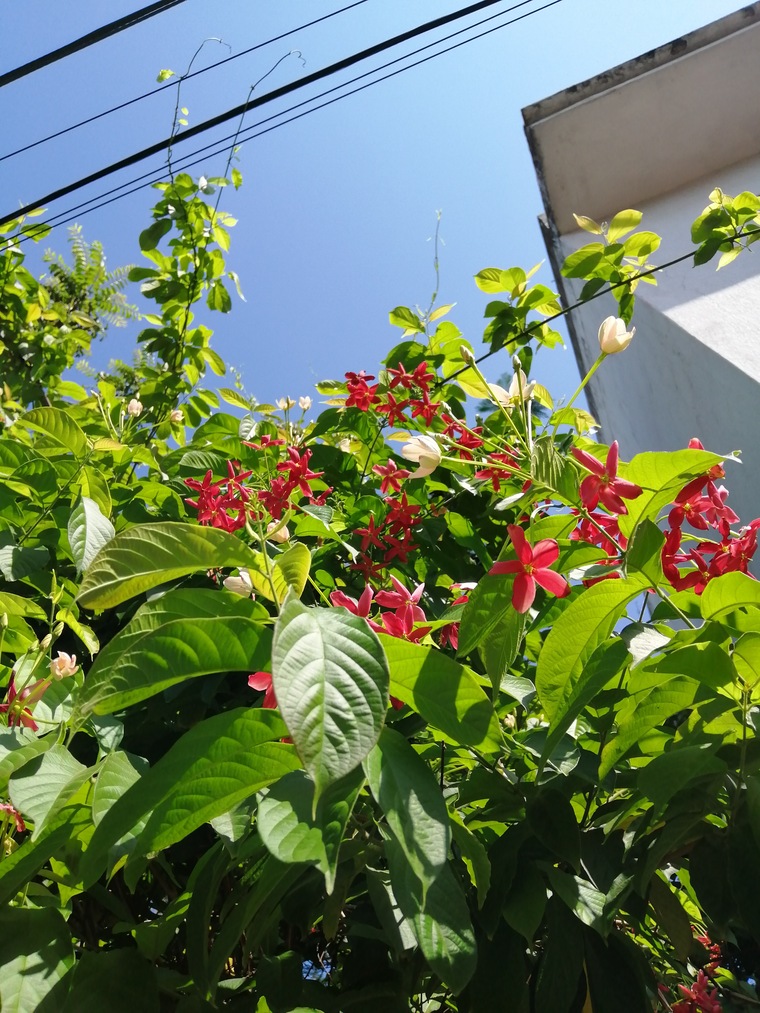 Fer Orea banner image