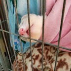 Ferret Fuzz Butts avatar