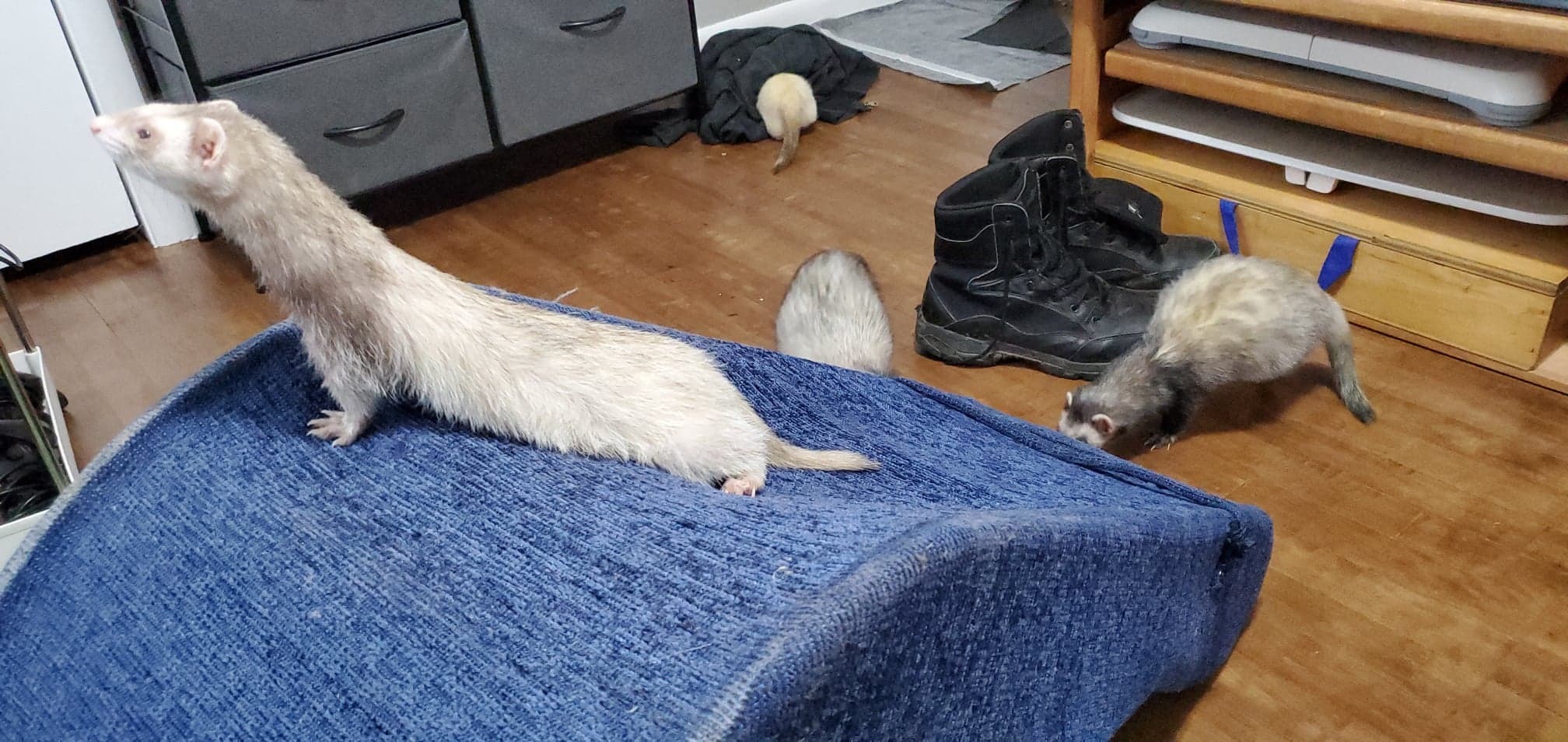 Ferret Fuzz Butts banner image