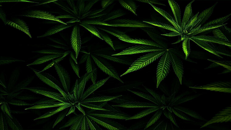 Feet&Weed banner image