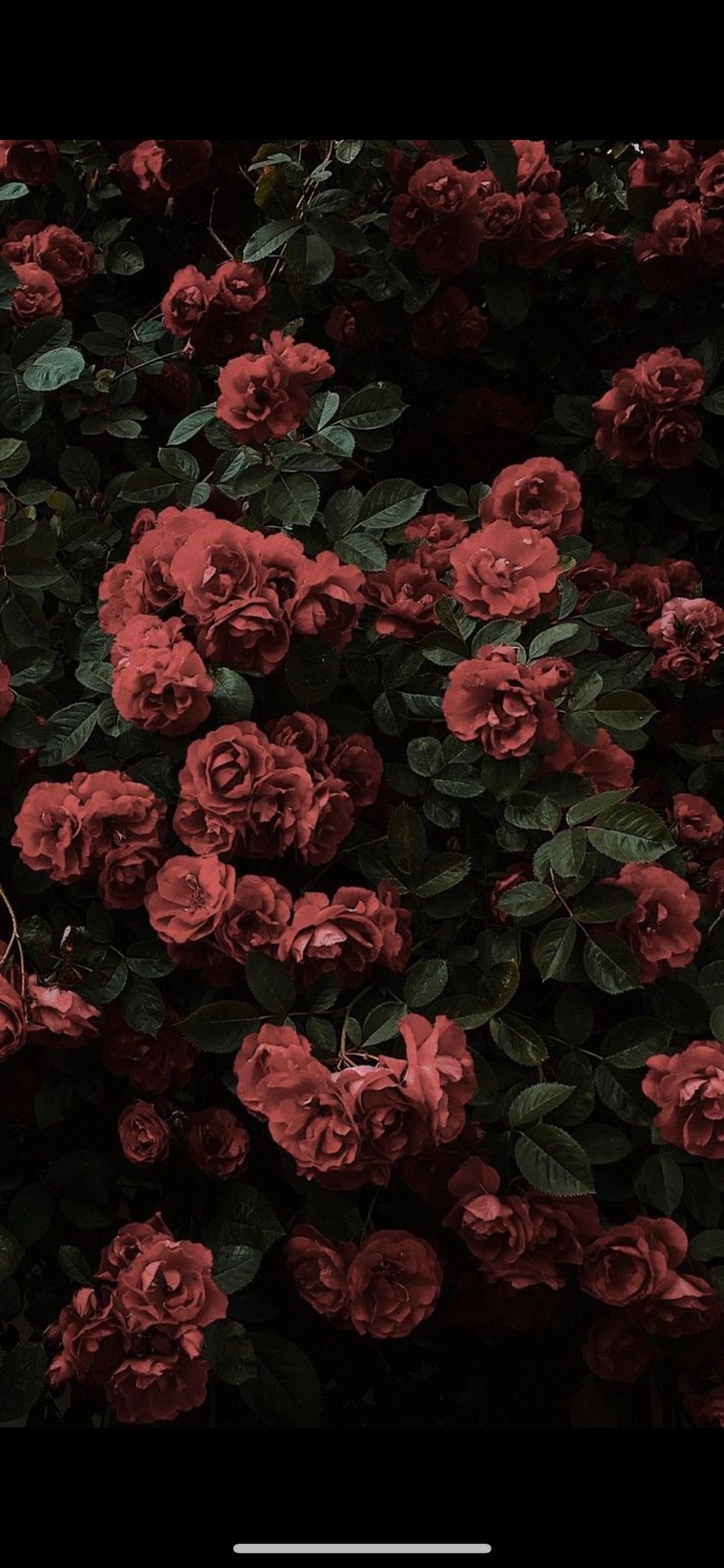 🐝 cover image