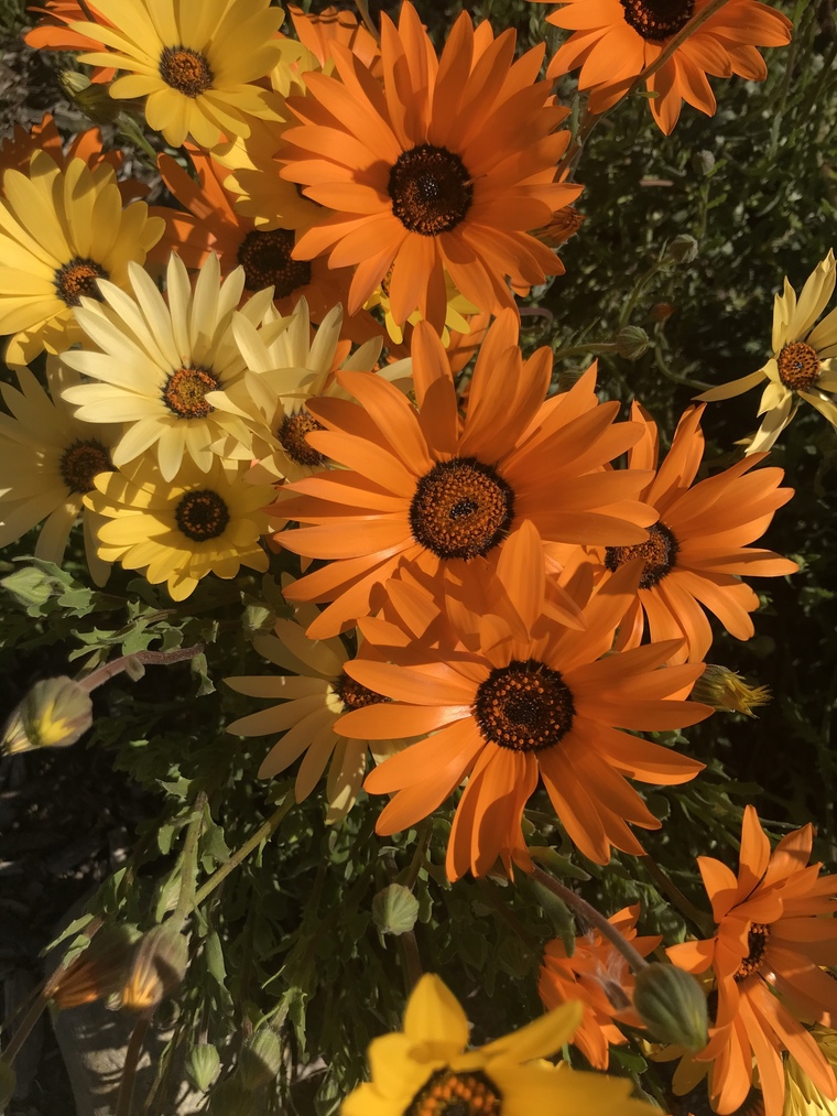 Brittany Baratta banner image