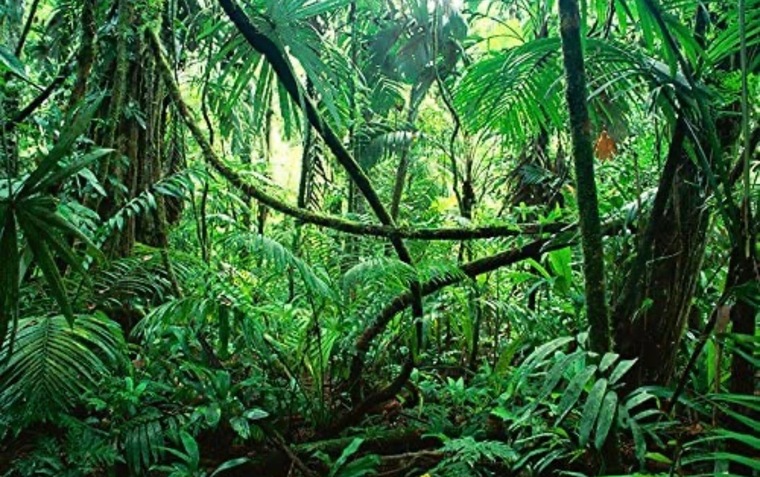 Hungtarzan cover image