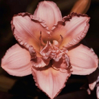 Rose avatar